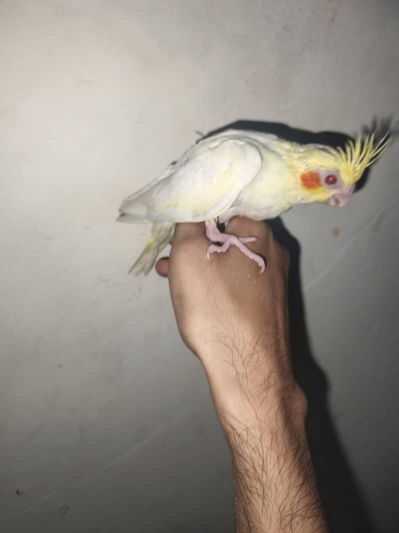 Common white red eyes Eno red eyes Parrots 1107282786