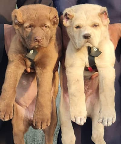 Afghan kuchi male and female age 2 month for sale