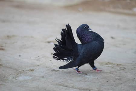 Laka pigeons for sale