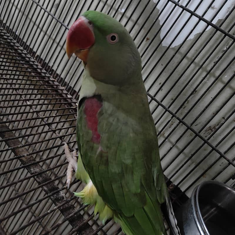 Kashmiri Rah Female - Parrots - 1107289373