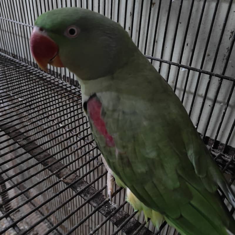 Kashmiri Rah Female - Parrots - 1107289373