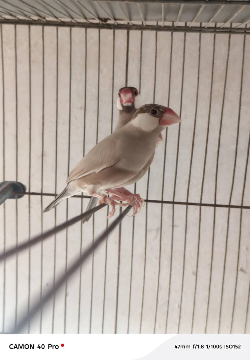 Fawn Java Opal Java silver Java White Java available for sale 0