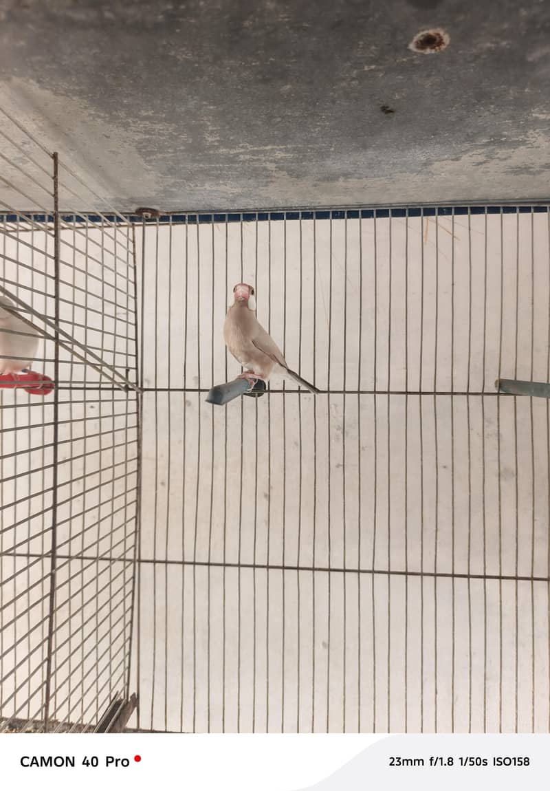 Fawn Java Opal Java silver Java White Java available for sale 1