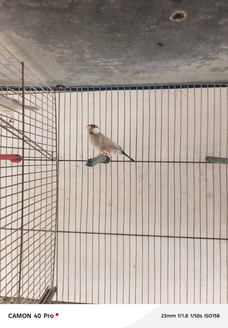 Fawn Java Opal Java silver Java White Java available for sale 2