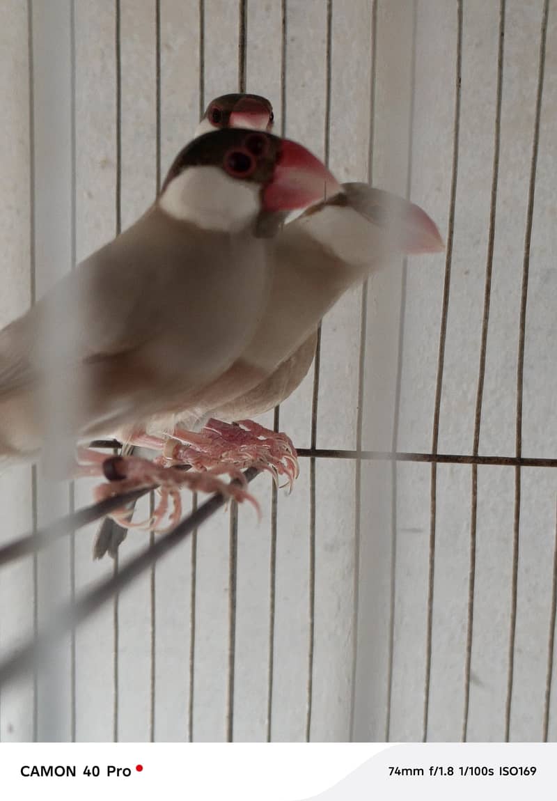 Fawn Java Opal Java silver Java White Java available for sale 3