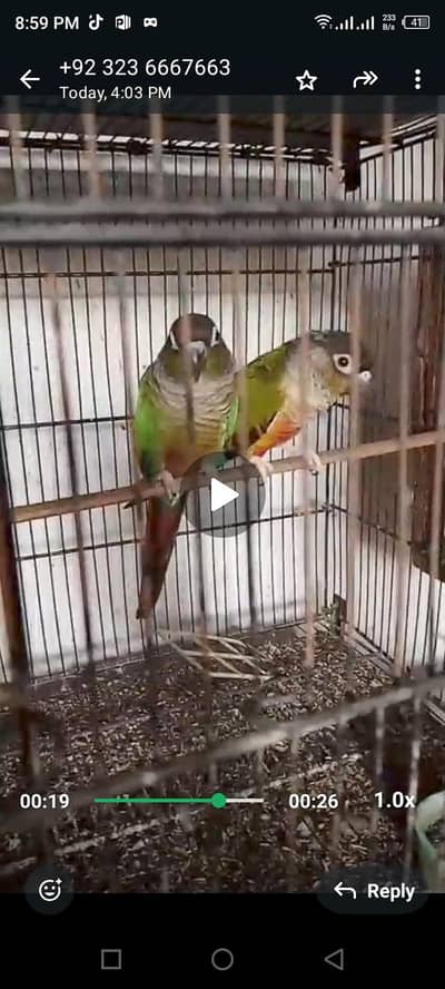 pineapple parrot