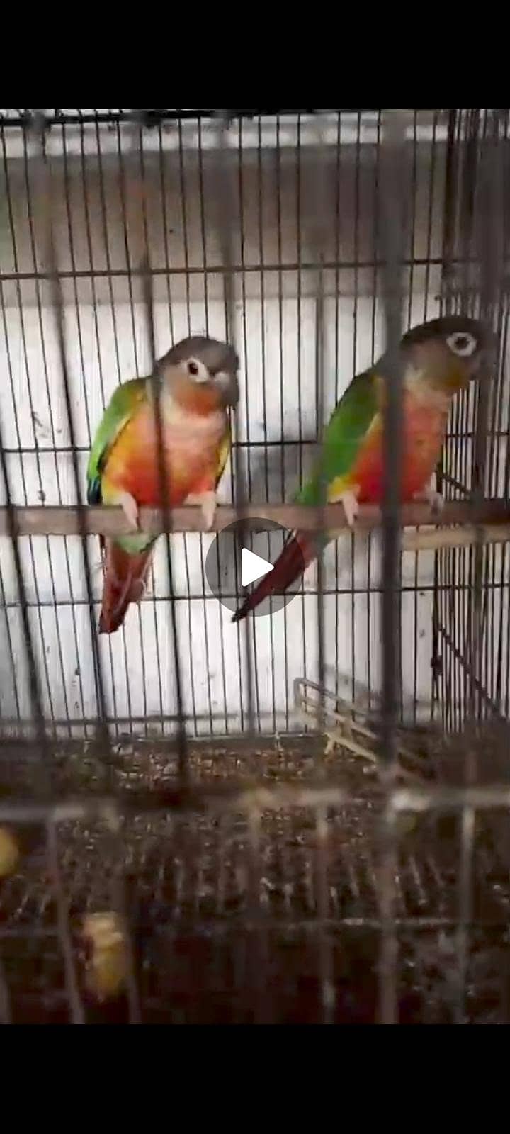pineapple parrot 1