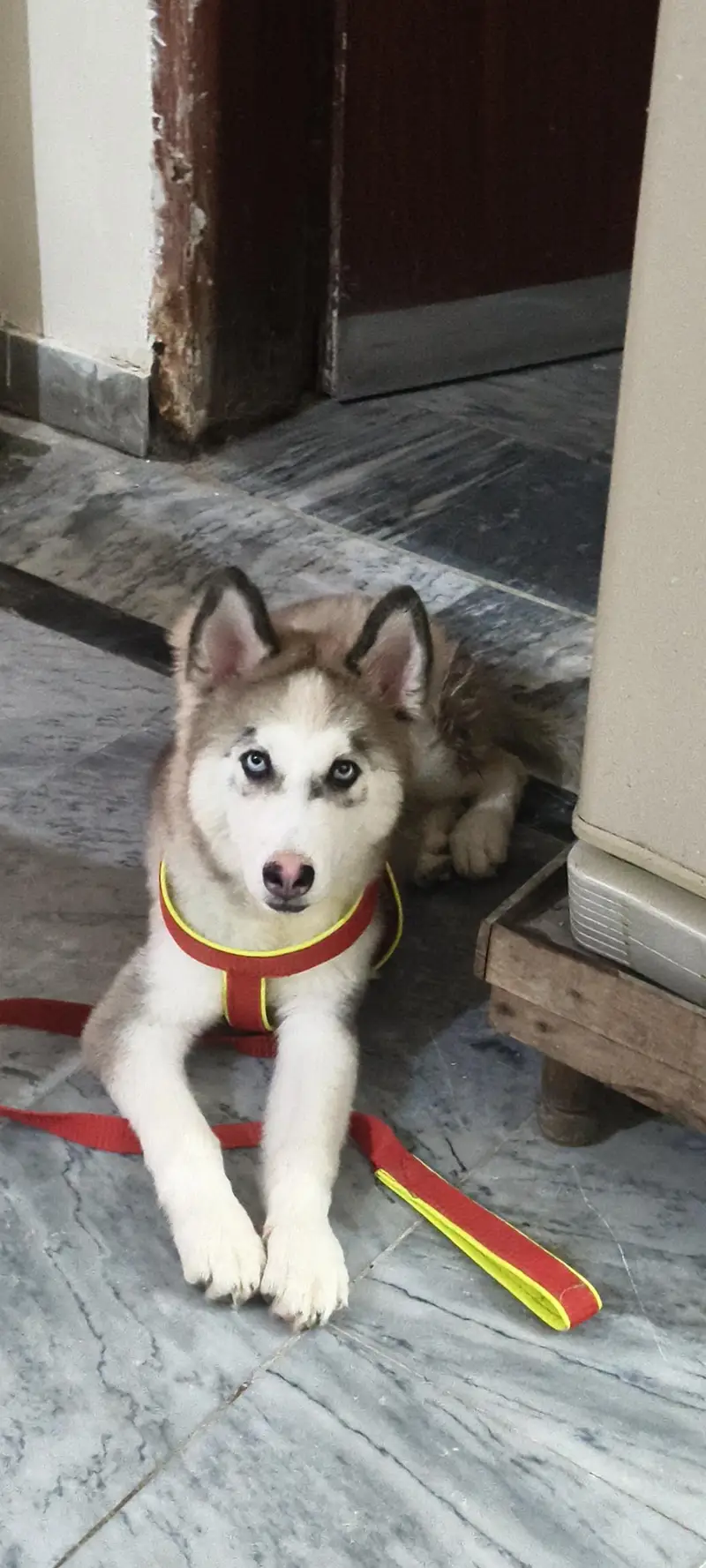 wonderful Siberian husky dog male female — photo 10