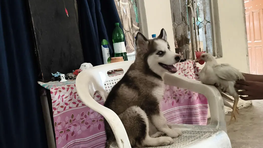 wonderful Siberian husky dog male female — photo 7