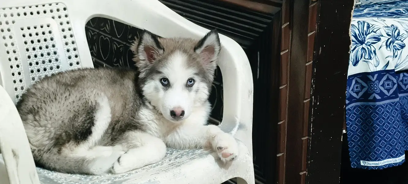 wonderful Siberian husky dog male female — photo 3