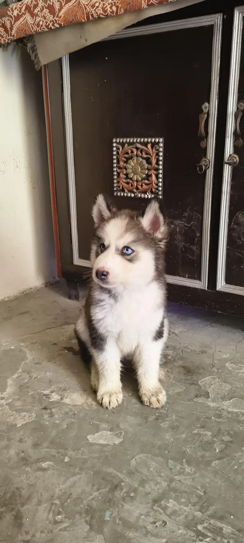 wonderful Siberian husky dog male female — photo 4