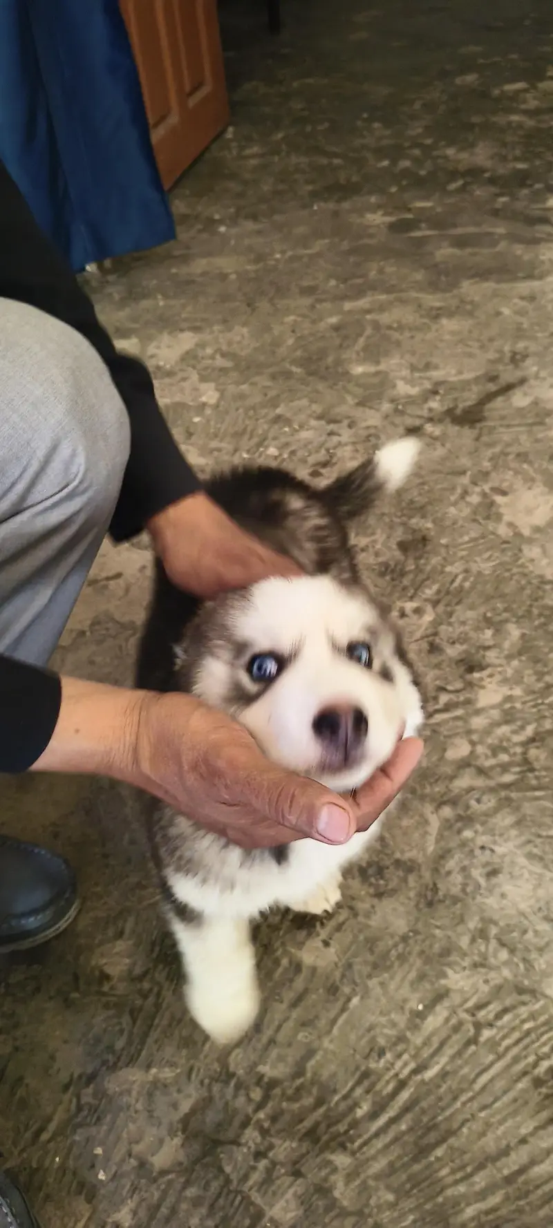 wonderful Siberian husky dog male female — photo 5