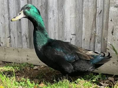 Black Cayuga and white and black Muscovy ducks