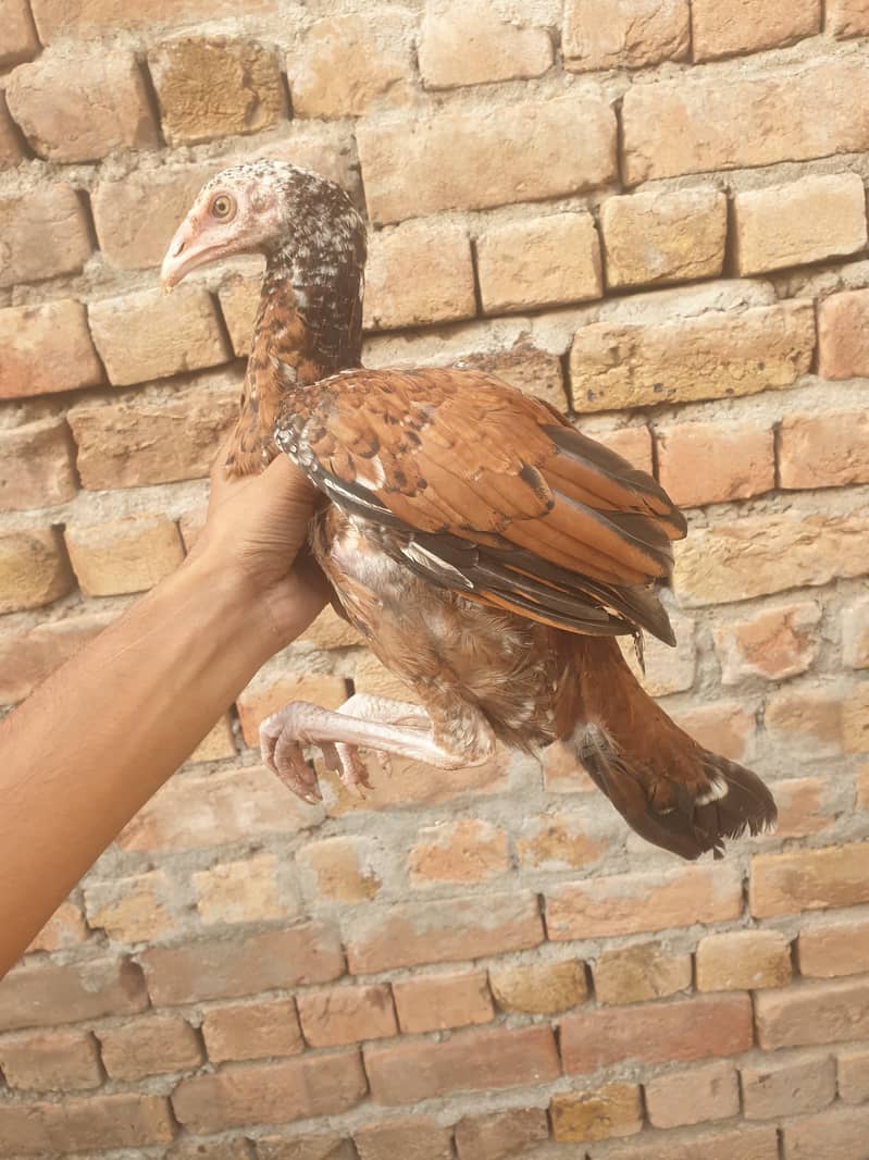 lakhi aseel pathian - Hens - 1107324700