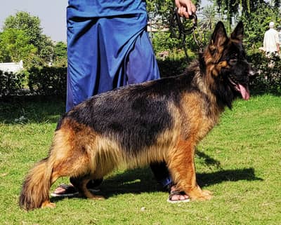 Show Line Topline German Shepherds German Shepherd Crufts Best Of