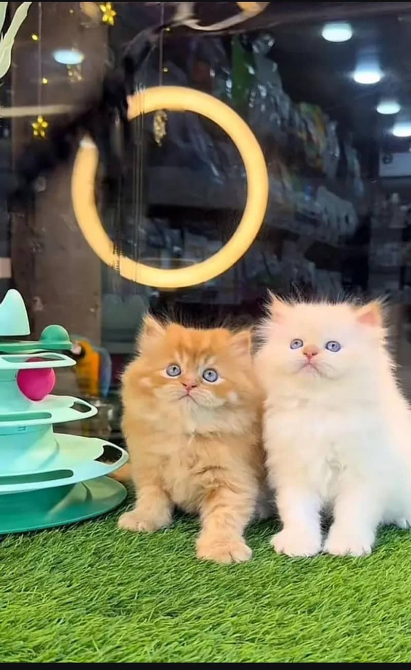 persian kittens 0