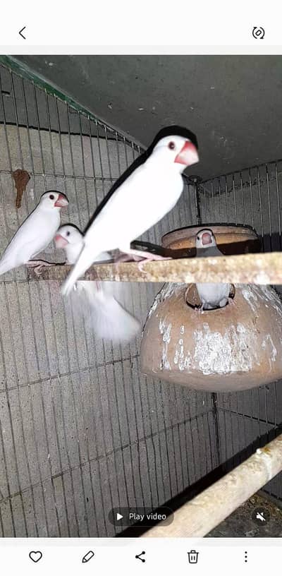 white java breeder pair