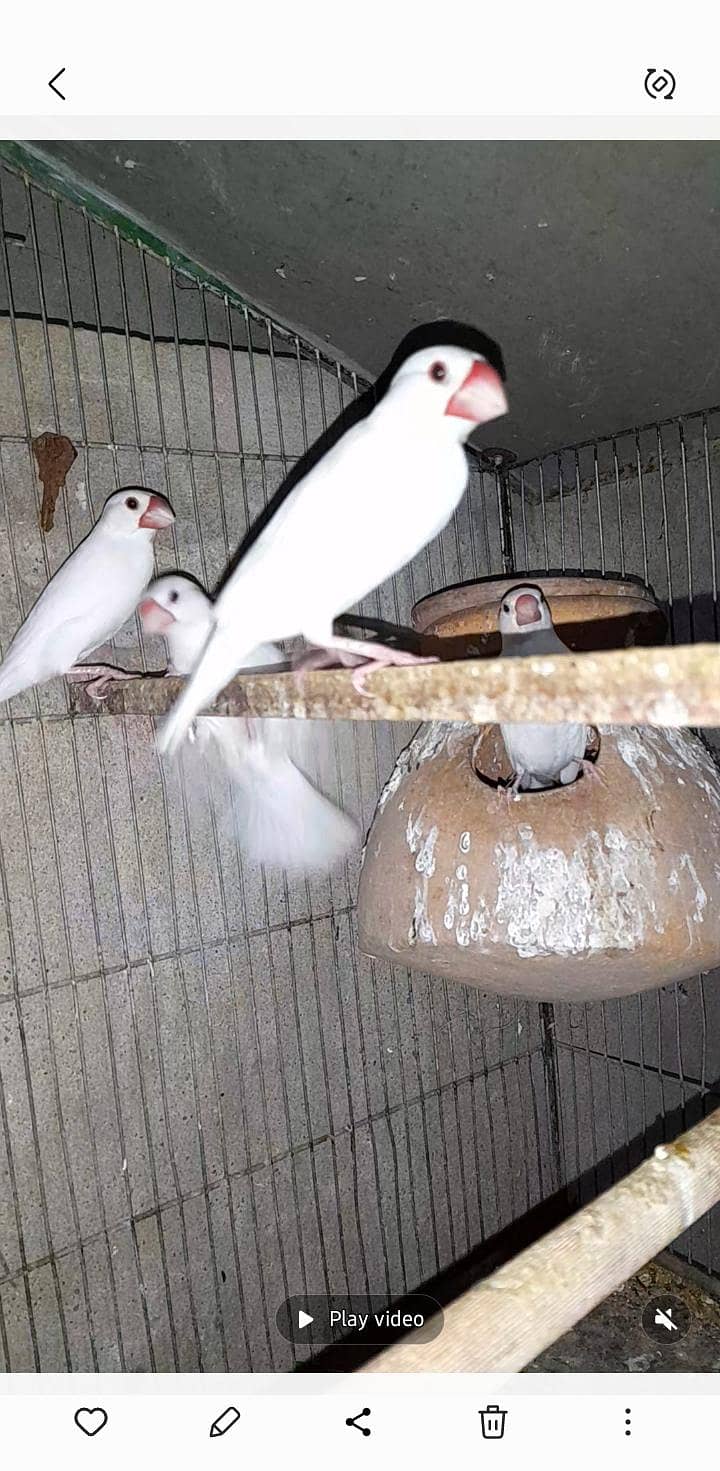 white java breeder pair 0