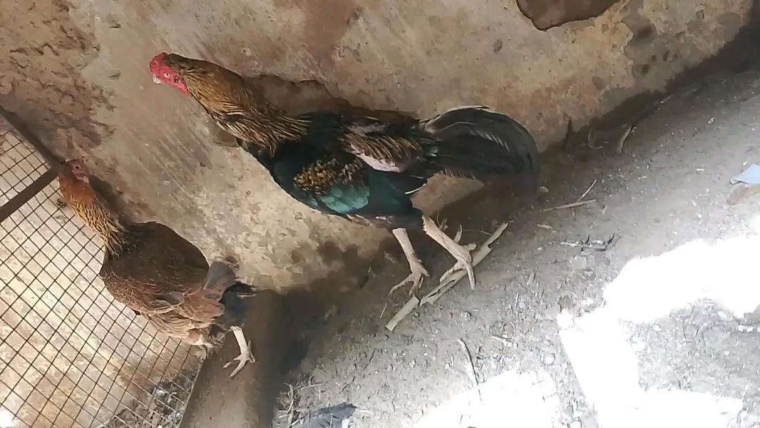 Aseel pure mushka Male — photo 3