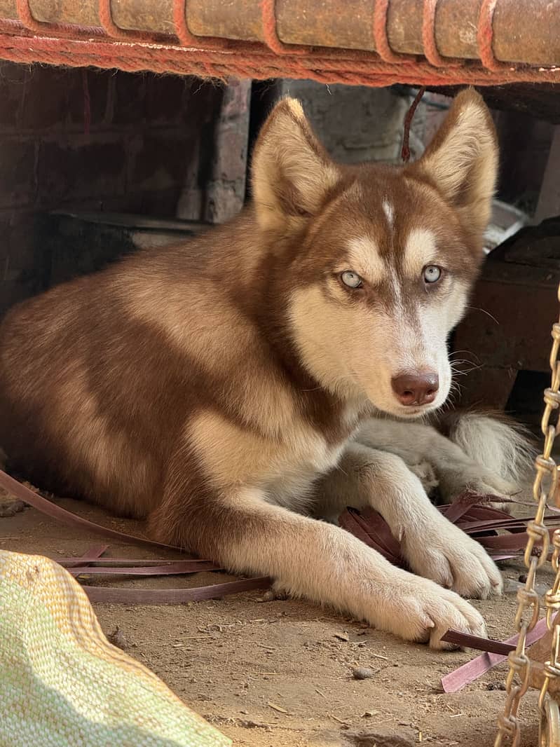 Siberian Husky female - Dogs - 1107351572