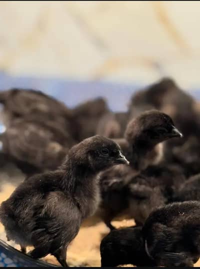 Ayam Cemani grey tongue A grade Chicks 1 month Available