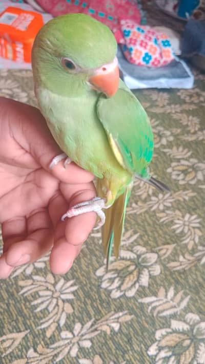 Ringneck chick hand tame