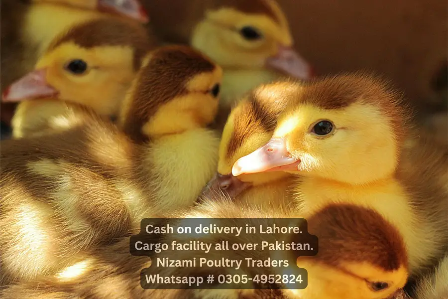 GOLDEN MISIRI DAY OLD CHICKS AND DUCKLINGS — photo 2