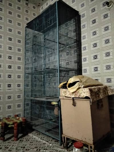 Birds'Pets Both of these