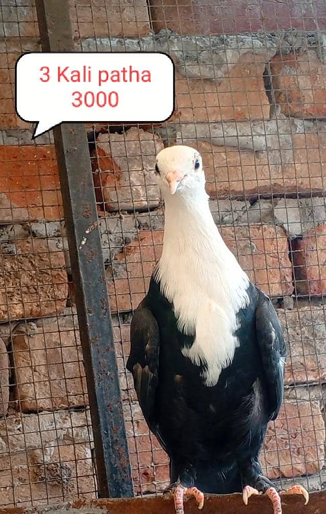 fancy pigeon kabutar| Jacobin| frillback saddle amarican