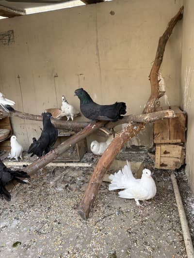 Pigeons for sale in reasonable prices