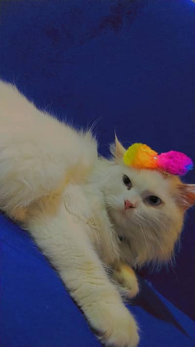 Beautiful Triple coated Persians white and gray