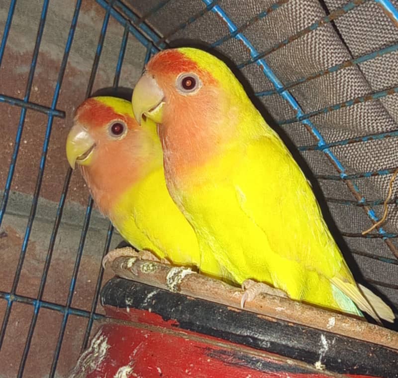 Lovebirds 0