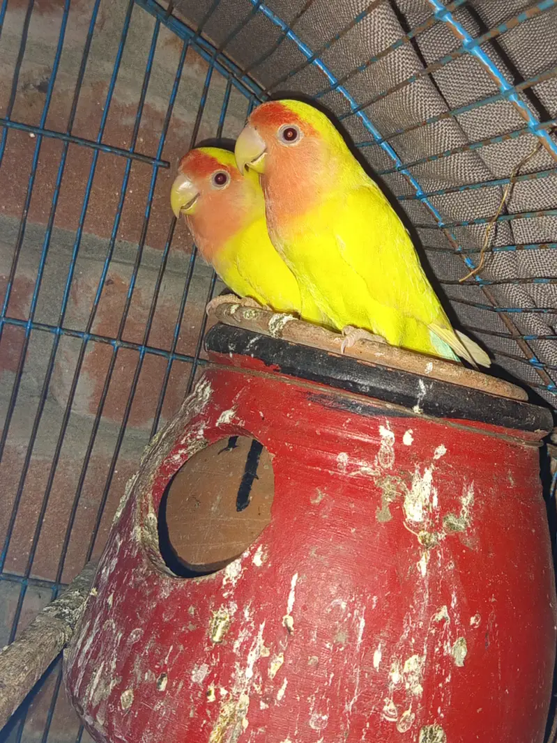 Lovebirds — photo 3