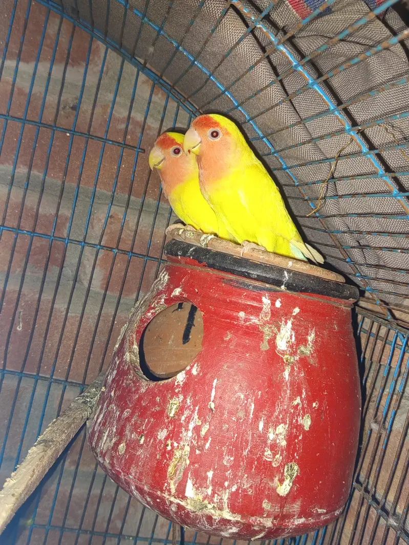 Lovebirds — photo 4