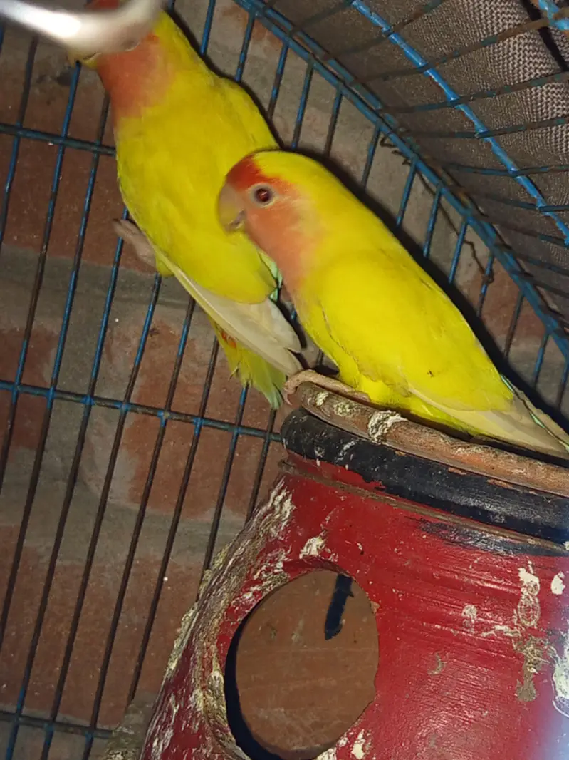 Lovebirds — photo 5
