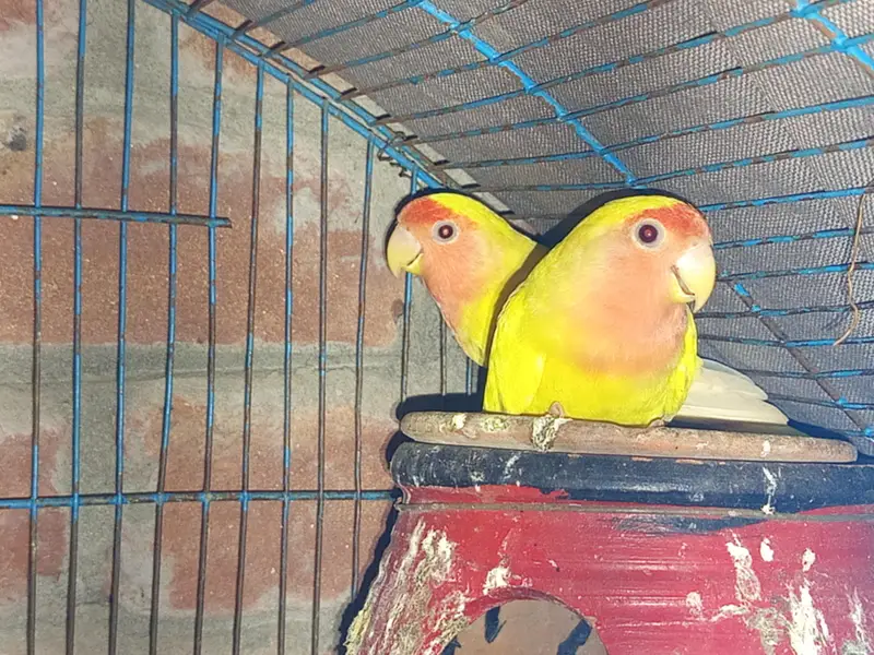 Lovebirds — photo 6