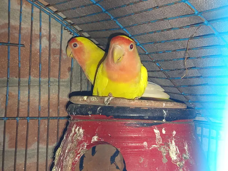 Lovebirds — photo 7
