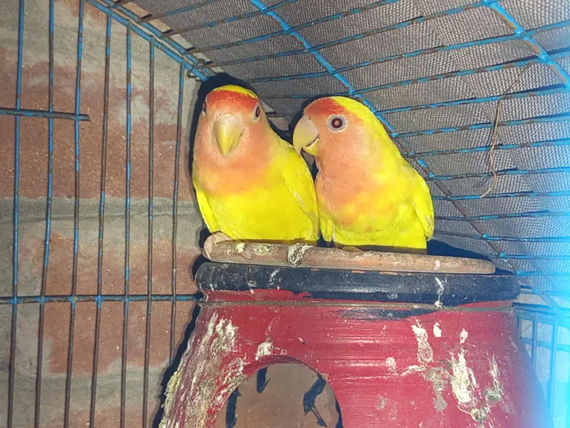 Lovebirds — photo 8