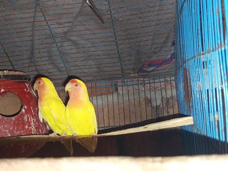 Lovebirds — photo 9