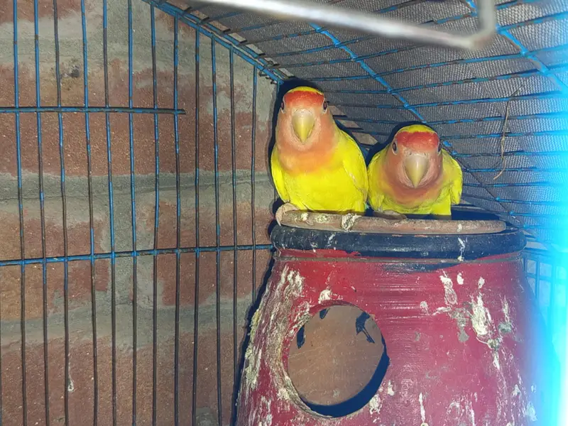 Lovebirds — photo 10
