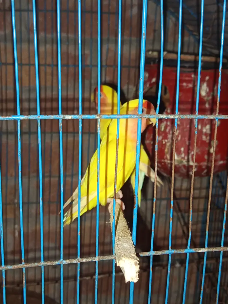 Lovebirds — photo 11