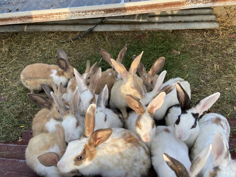 Rabbits male or female read complete description - Rabbits - 1107375542