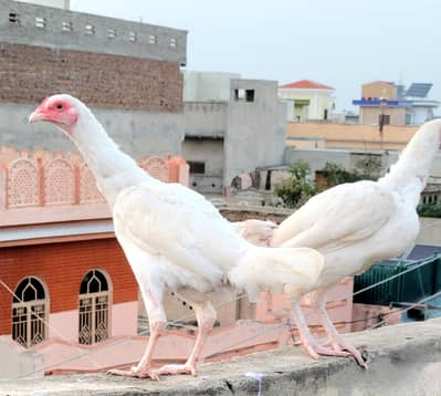 Aseel heera pathi. for sale