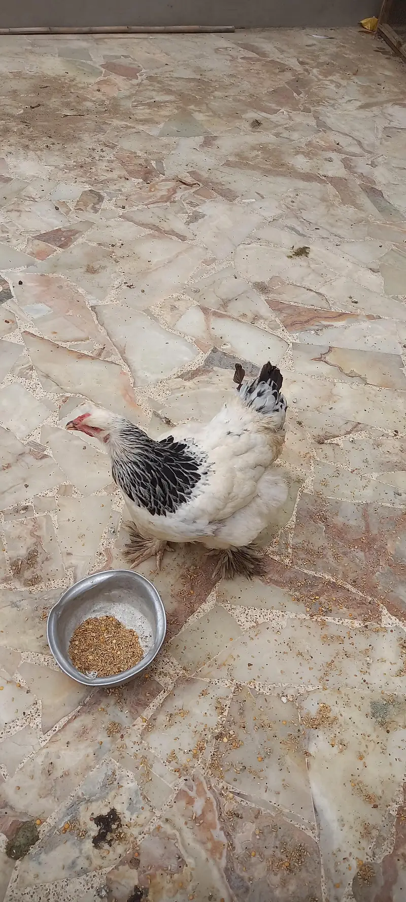 Brahma murgi h anda de rahi h — photo 4