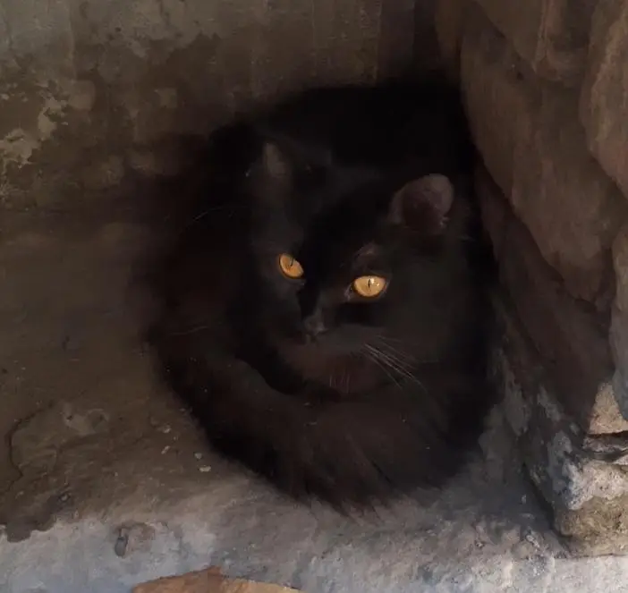 Persian male cat, black pure