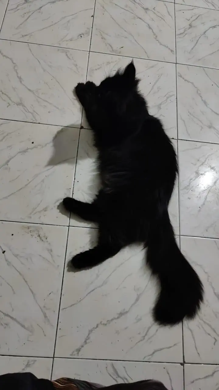 Persian male cat, black pure — photo 2