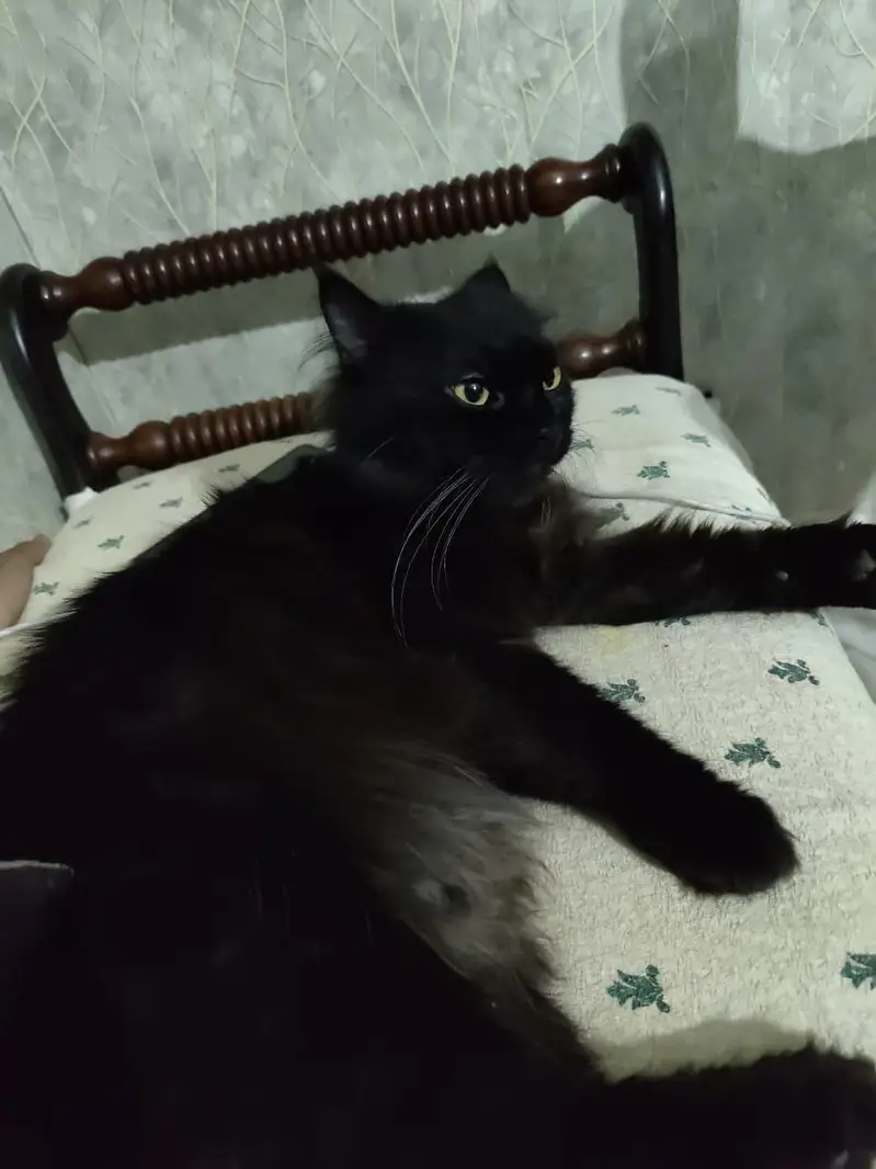 Persian male cat, black pure — photo 3
