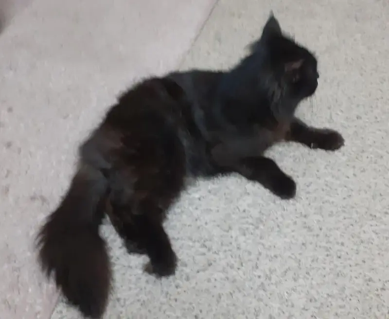 Persian male cat, black pure — photo 5