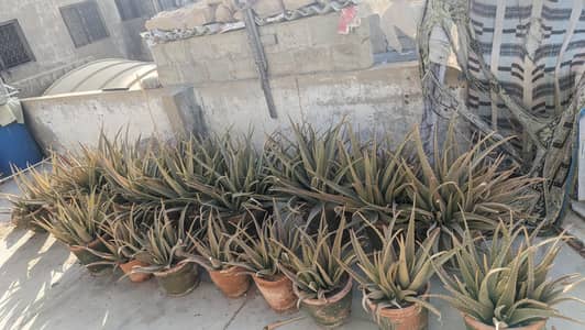 Aloe Vera