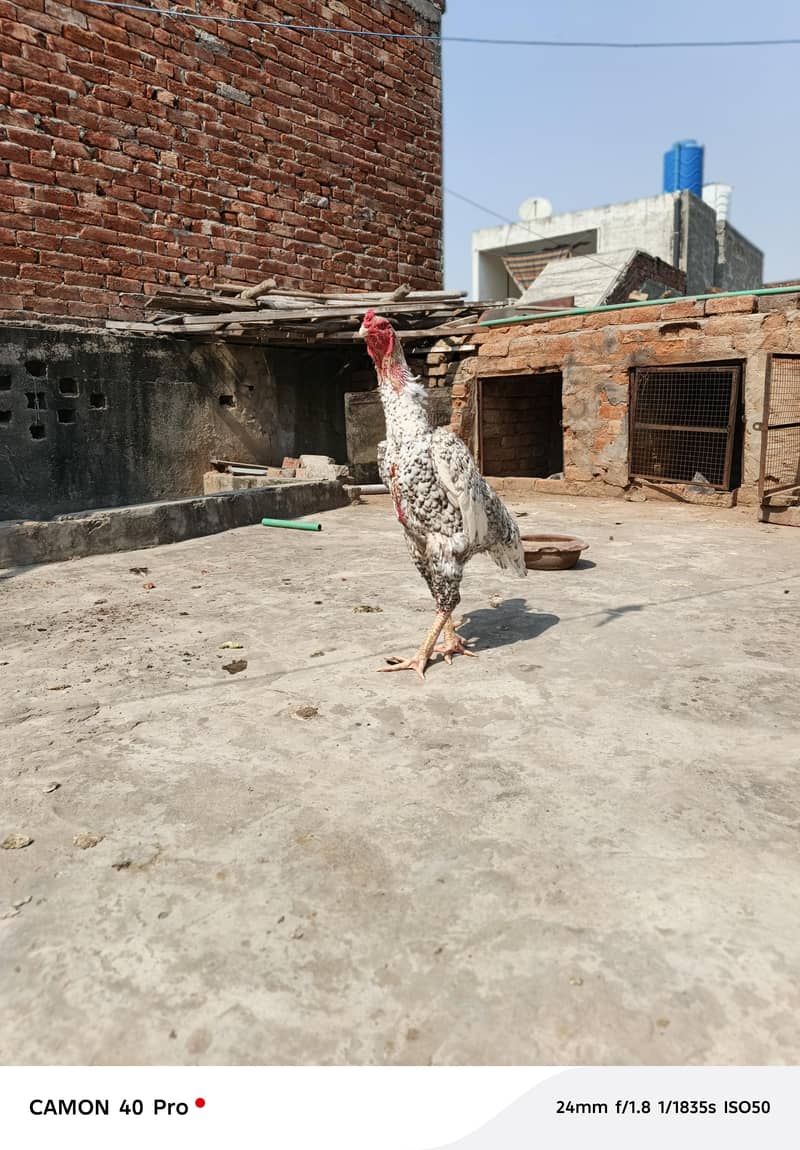 oh shamoo male coco color 1.5 year age female Sindhi - Hens - 1107393647